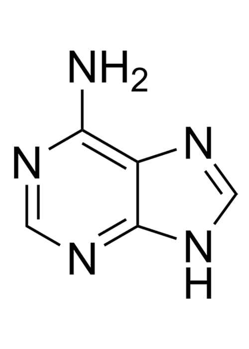 ADENINE